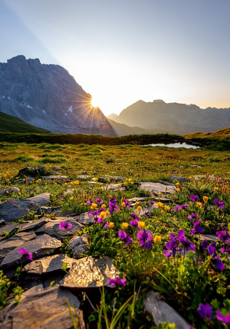 purple petaled flowers near mountain